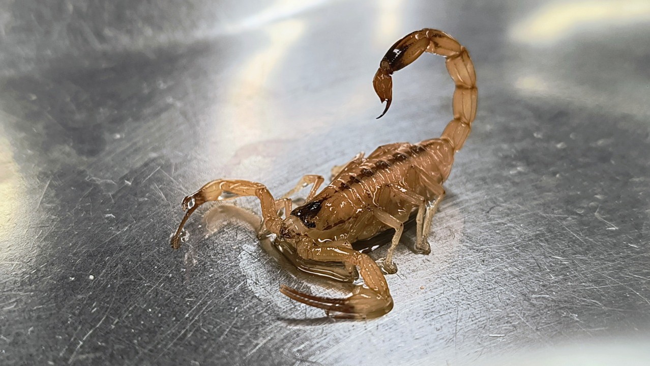 escorpião amarelado